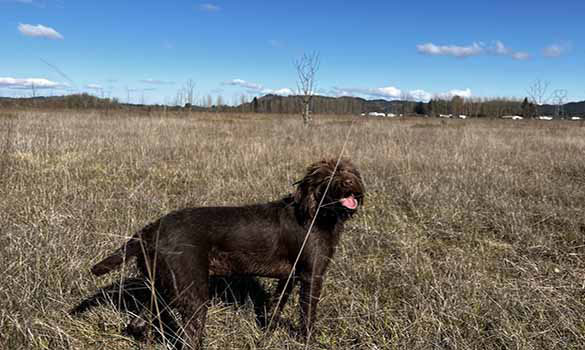 Dog Park Albany OR